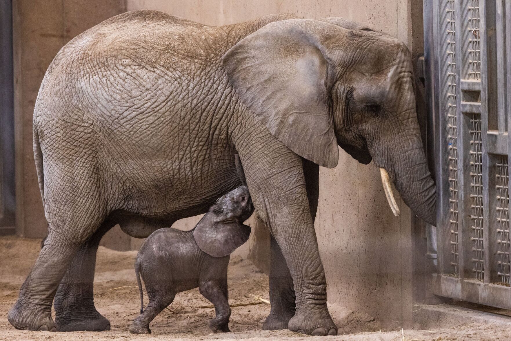 021522-owh-new-elephants-pic-cm016